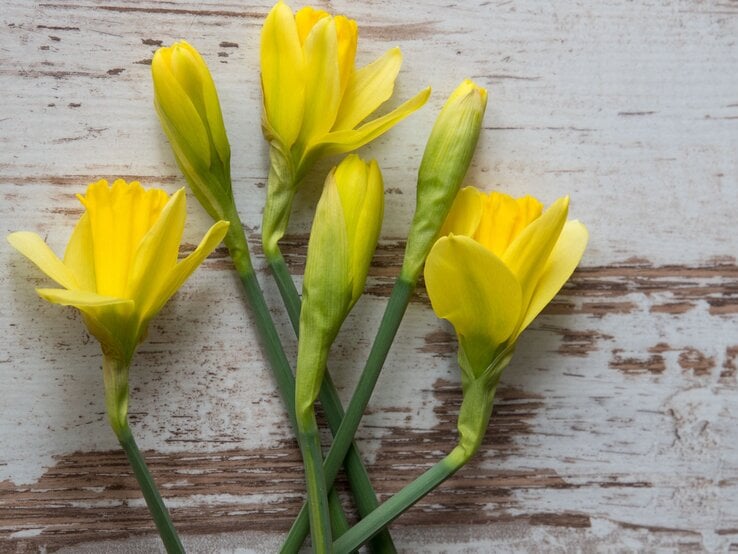 Sechs gelbe Narzissen mit grünen Stielen liegen locker auf rustikalem, weiß-braunem Holzuntergrund.