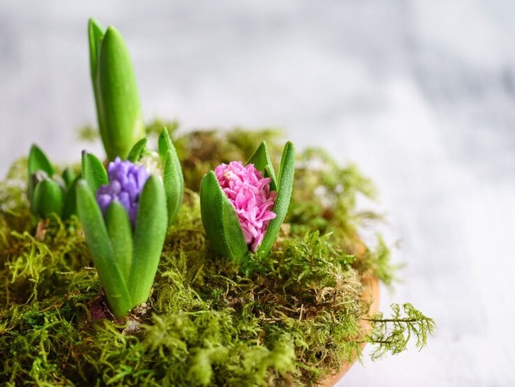 Frische Hyazinthenknospen in Rosa, Violett und Weiß sprießen zwischen feuchtem Moos auf einem hellen Untergrund.