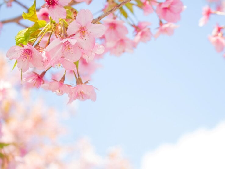Zarte rosafarbene Kirschblüten hängen an einem Zweig, von Sonnenlicht durchflutet vor klarem blauem Himmel weit im Frühling.
