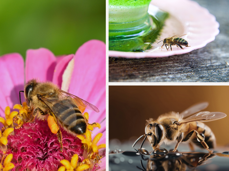 Drei Nahaufnahmen von Bienen: eine sammelt Pollen auf rosa Blüte, zwei trinken Flüssigkeit auf Holz und glänzender Oberfläche.