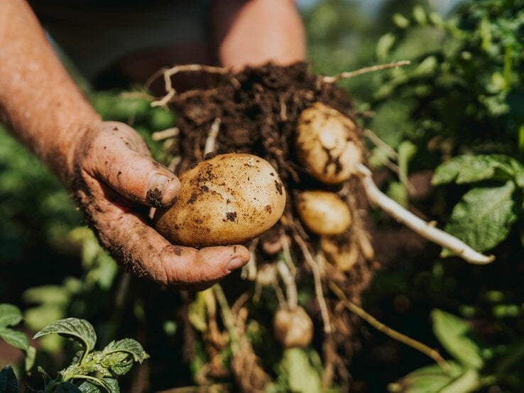 Schmutzige Hände halten frisch geerntete Kartoffeln aus einem DIY-Kartoffelturm  mit Wurzeln, umgeben von grünen Blättern im sonnigen Gartenbeet.