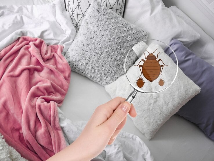 Hand hält eine Lupe über helle Sofakissen, unter der stark vergrößert drei Bettwanzen auf einem weißen Kissen sichtbar werden.