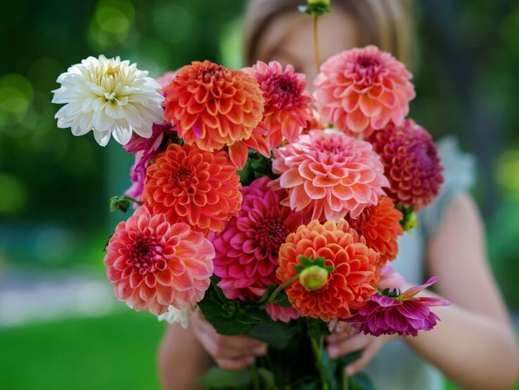 Bunter Dahlienstrauß mit leuchtenden Blüten in Rosa, Orange und Weiß, von einem Kind vor verschwommenem Gartenhintergrund gehalten.