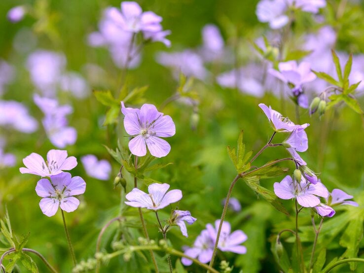 Dauerblühende Staude Storchschnabel mit helllila Blüten