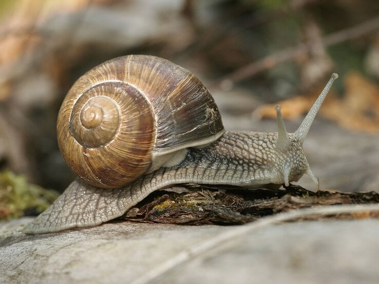 Eine Weinbergschnecke