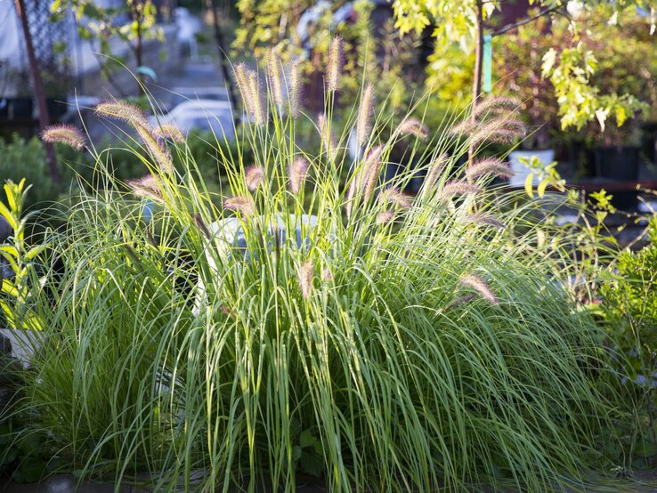 Grüne Ziergräser wachsen üppig umgeben von anderen Pflanzen.