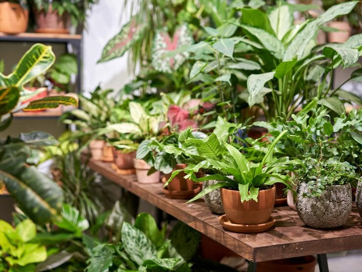 Mehrere Trend-Pflanzen stehen auf einem Holztisch.