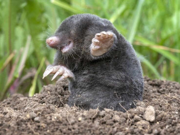 Ein Maulwurf mit samtigem schwarzen Fell gähnt, seine Pfoten erhoben, auf lockerer Erde.