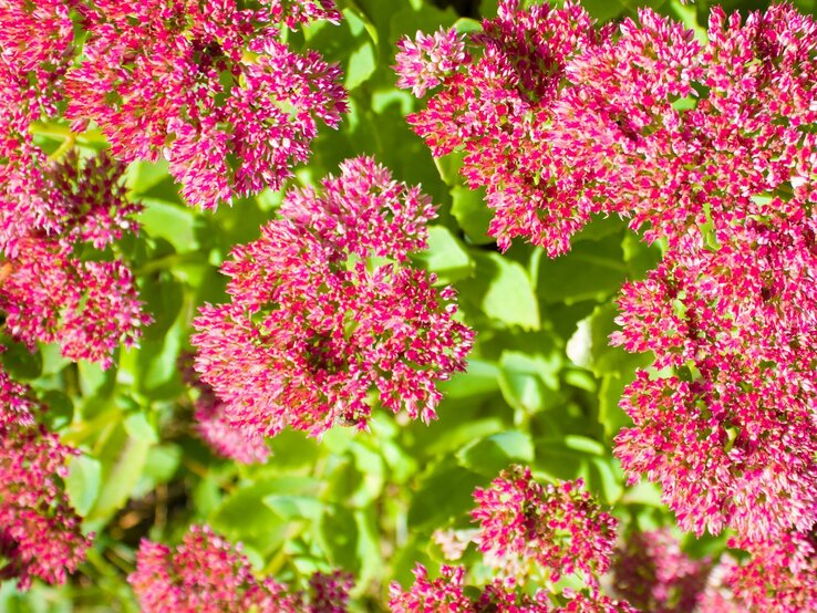 Prächtige pinke Blumenbüschel einer Fetthenne leuchten gegen frisches Grün. | © Shutterstock/DK_2020