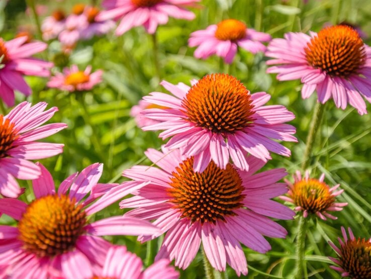 Strahlende pinke Sonnenhut-Blüten wachsen in sonnendurchflutetem Grün.