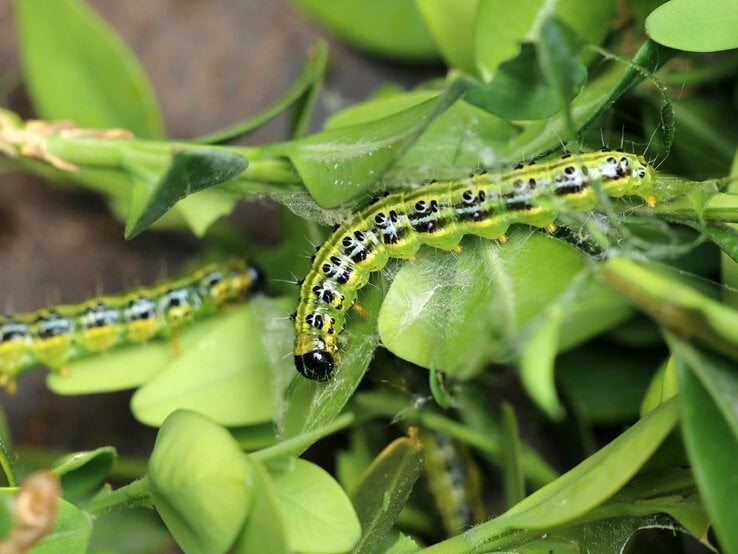 Raupen eines Buchsbaumzünslers auf einem grünen Blatt