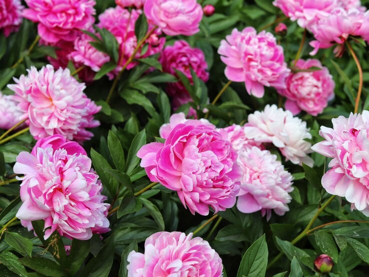Voll erblühte rosa Pfingstrosen mit zarten weißen Rändern in üppigem Grün.