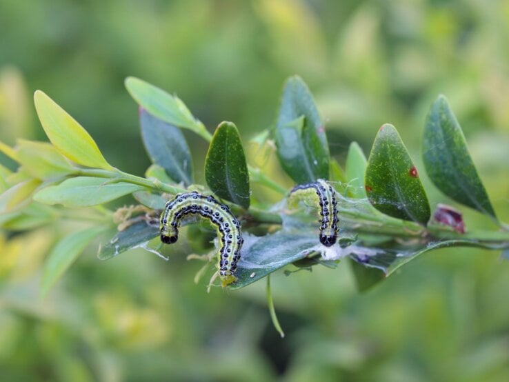 Zwei Raupen des Buchsbaumzünslers auf einem Buchsbaum.