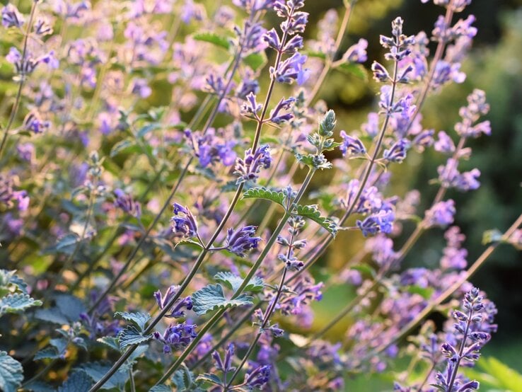 Feld aus lila Blüten auf grünen Stängeln, beleuchtet durch sanftes Abendlicht.