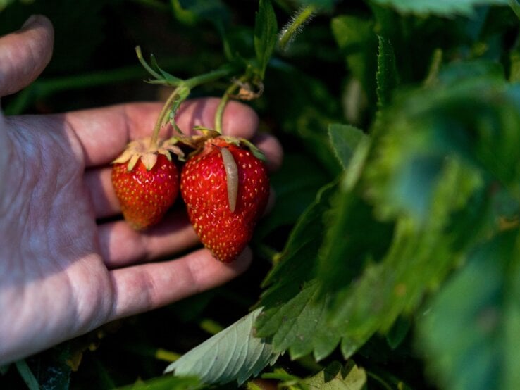 Eine Erdbeerpflanze leidet unter Schädlingsbefall.