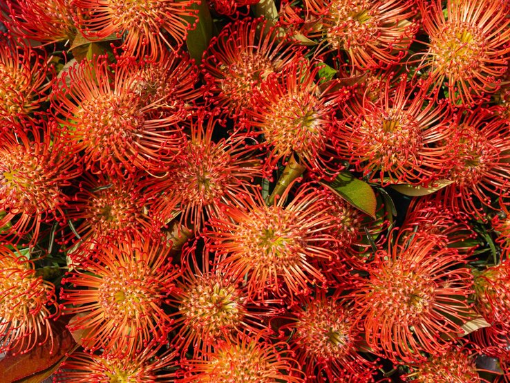 Orangefarbene Nadelkissenblumen blühen dicht nebeneinander.