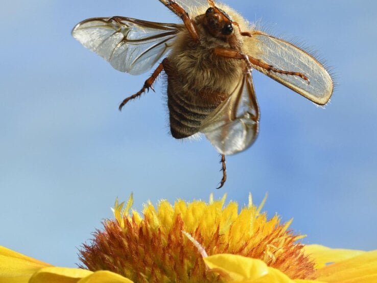 Ein Junikäfer im Flug über einer gelben Blume.