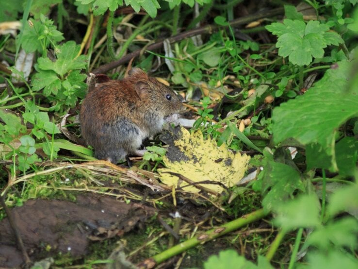 Eine Wühlmaus sitzt vor einem Busch im Garten.