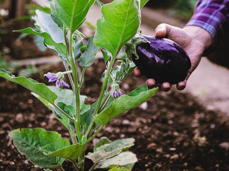 Eine Hand erntet eine reife, glänzende Aubergine von einer Pflanze mit grünen Blättern und lila Blüten im Garten.