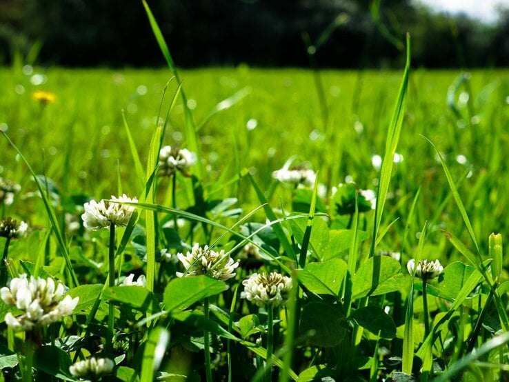 Klee wächst im Rasen bei Sonnenschein.
