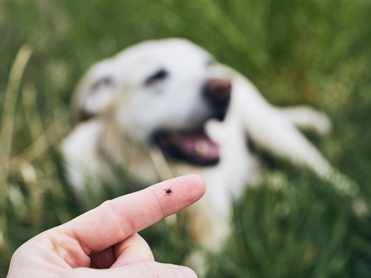 Eine Hand, die eine kleine braune Zecke auf der Fingerspitze hält. Im Hintergrund ist ein weißer Hund unscharf zu sehen, der im Gras liegt und scheinbar entspannt ist.