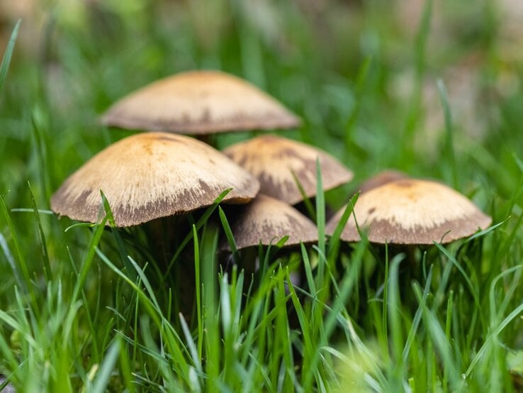 Fünf Pilze mit braunen Kappen und dunklen Rändern wachsen dicht nebeneinander im grünen Gras.