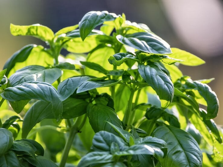 Frische grüne Basilikumblätter leuchten im Sonnenlicht vor einem verschwommenen Hintergrund.
