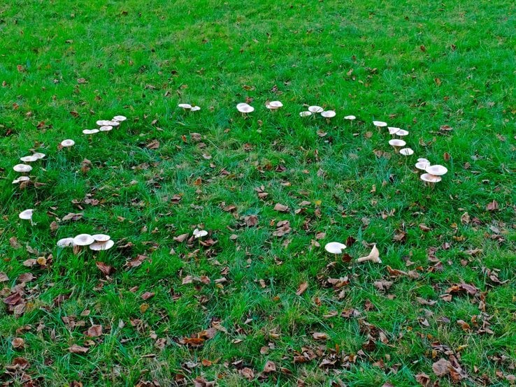 Auf einer grünen Wiese bilden weiße Pilze einen Hexenring im Garten.