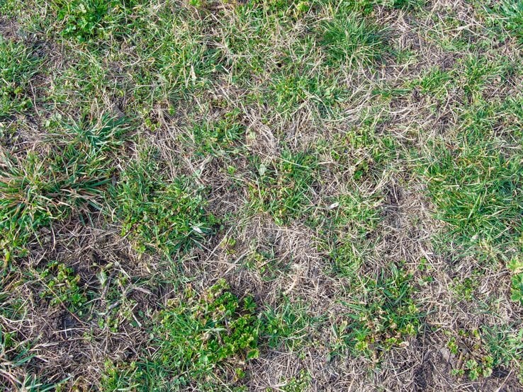 Ein Rasen mit kahlen Stellen.