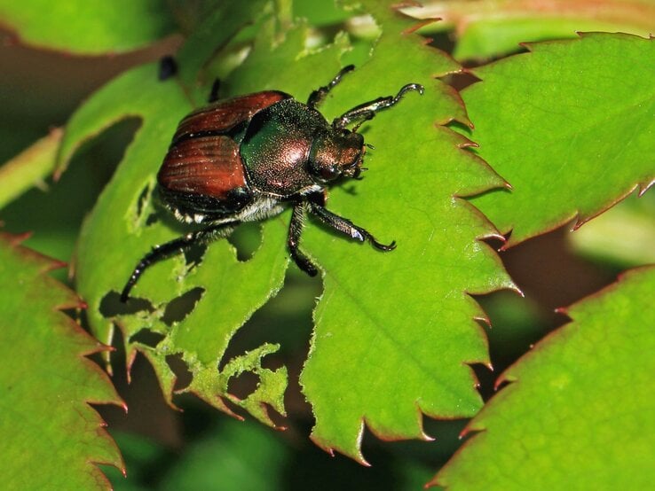Japankäfer auf einem grünen Blatt. Der Käfer hat eine markante glänzende, metallisch grüne Farbe am Kopf und Rumpf sowie rostbraune Flügeldecken. Seine Beine und Fühler sind schwarz. | © GettyImages / Zen Rial