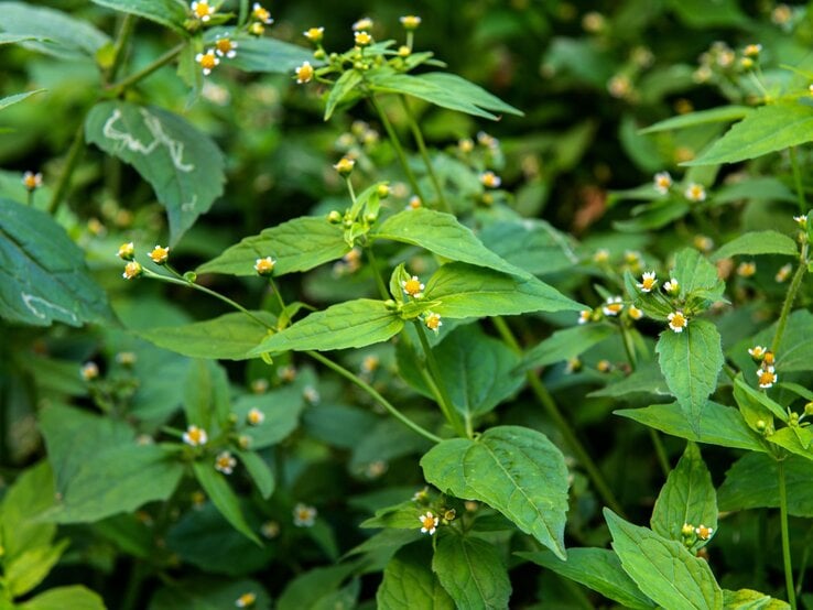 Grüne Pflanzen mit kleinen, gelben Blüten und gezackten Blättern wachsen dicht im natürlichen Umfeld.