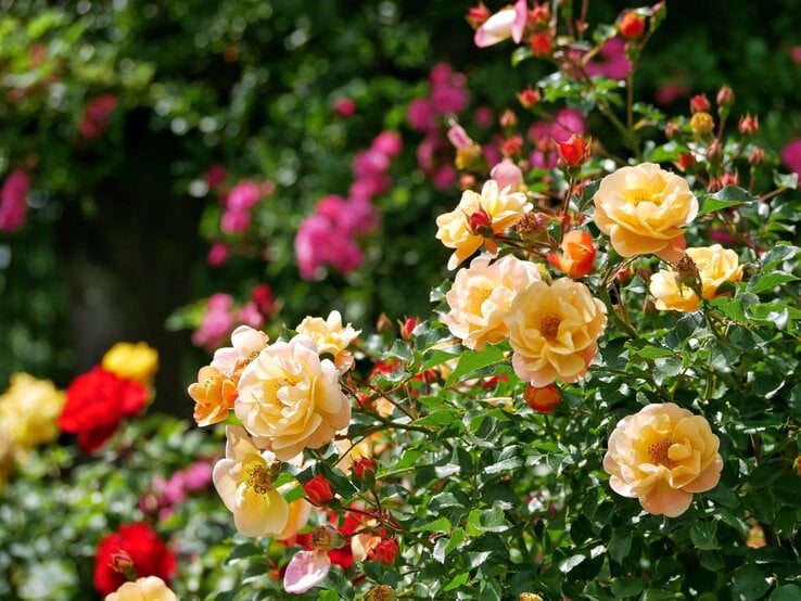 Gelbe und rote Rosen blühen im Sonnenschein in einem üppigen Garten vor einem grünen, unscharfen Hintergrund. | © Shutterstock/Anastacija