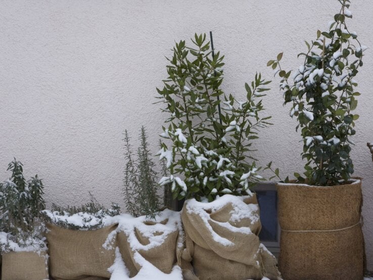 Verschneite Kräuterpflanzen in Jutesäcken stehen an einer weißen Wand im Winter, teils mit Schneedecke bedeckt.