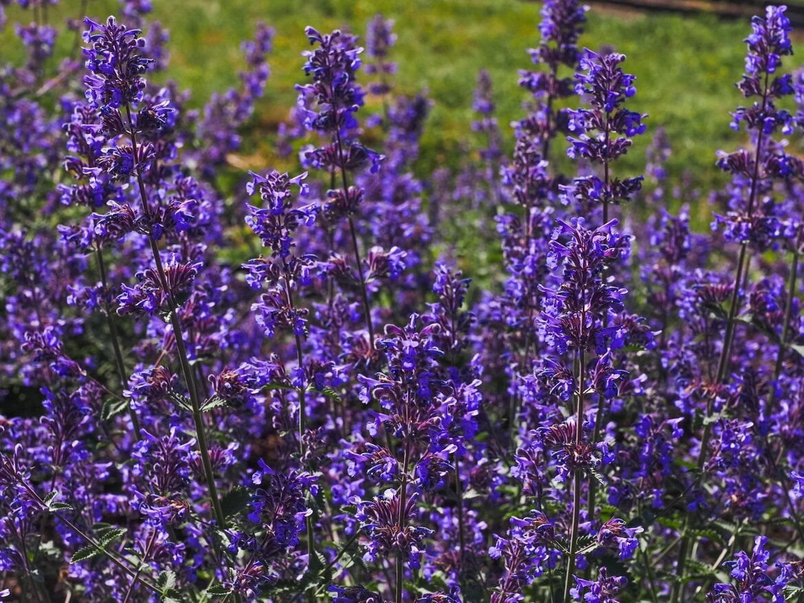 Ein Feld voller leuchtend violetter Katzenminze-Blüten ragt in die Höhe, umgeben von grünem Gras bei sonnigem Wetter.