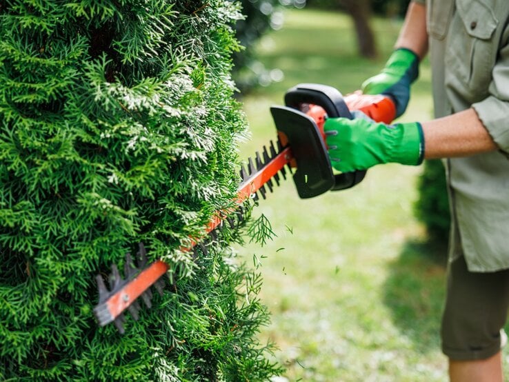 Ein Mann in grüner Arbeitskleidung und Handschuhen schneidet mit einer elektrischen Heckenschere eine dichte, grüne Hecke. | © Shutterstock/encierro