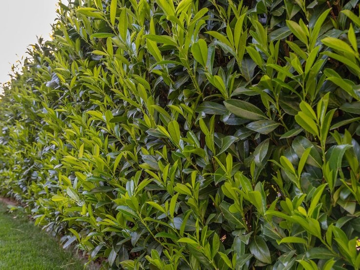 Dichte, sattgrüne Kirschlorbeerhecke mit glänzenden Blättern entlang einer gepflegten Rasenfläche. | © Shutterstock/Tob1900