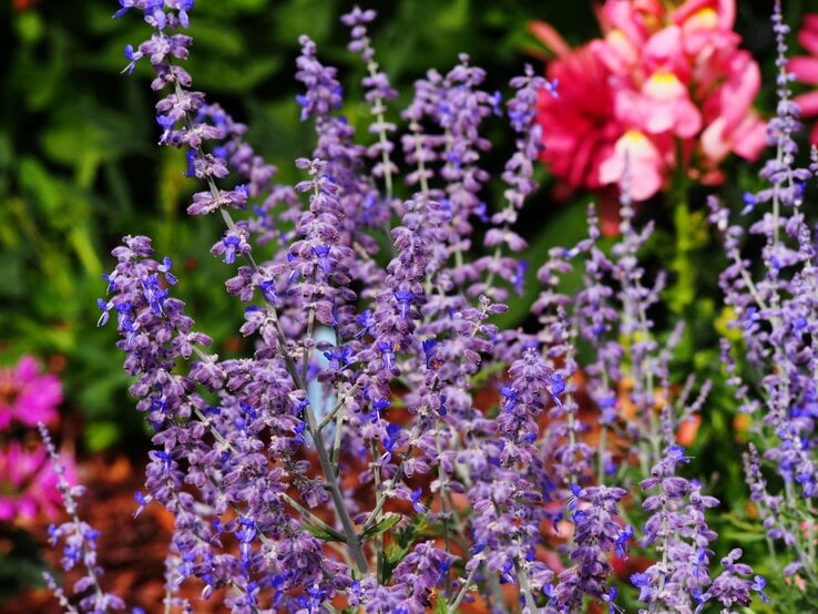 Nahaufnahme von blühendem Blaurautenstrauch mit zarten violetten Blüten, im Hintergrund rosa Sommerblumen.