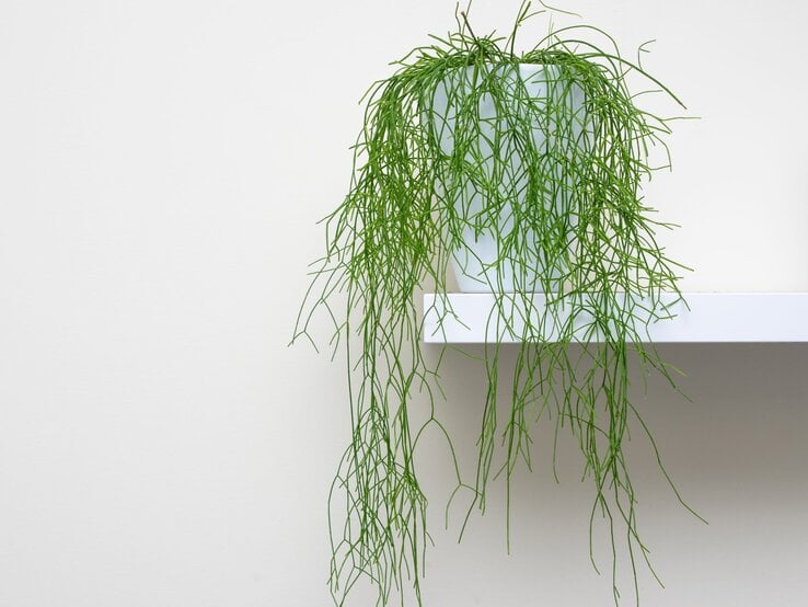 Ein Rhipsalis-Kaktus mit langen, filigranen Trieben wächst in einem weißen Topf auf einem minimalistischen Wandregal vor heller Wand. | © Shutterstock/AHatmaker