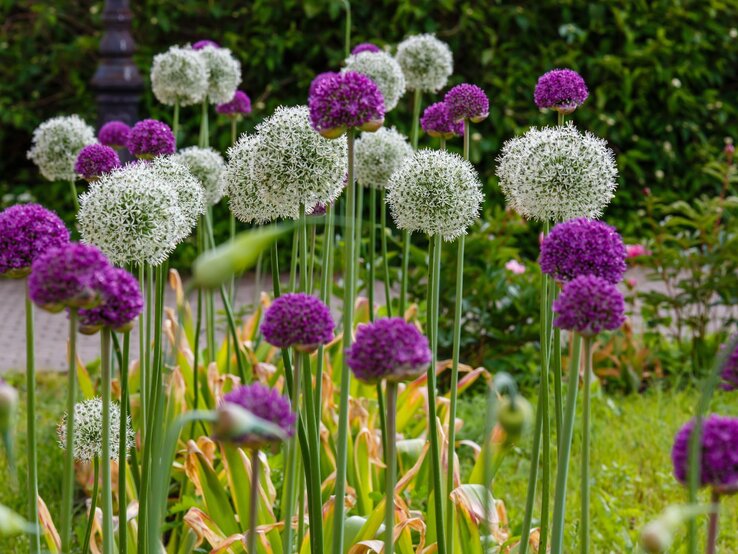Zierlauch mit großen, kugelförmigen Blüten in Weiß und Violett ragt auf hohen Stielen in einem grünen Gartenbeet. | © Shutterstock/Flower_Garden