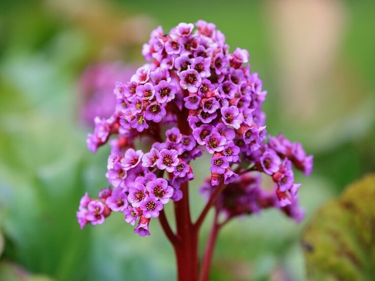 Nahaufnahme einer rosavioletten Bergenie mit dichten Blütentrauben auf kräftigem roten Stiel vor unscharfem Grün. | © Shutterstock/Jelena Safronova