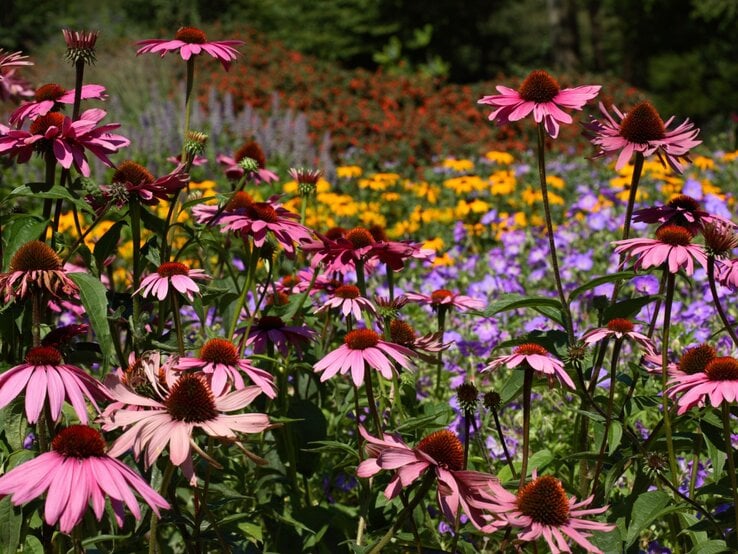 Üppige rosa Sonnenhüte mit braunen Blütenköpfen blühen in einem farbenfrohen Sommergarten mit gelben und violetten Blumen. | © Shutterstock/Bildagentur Zoonar GmbH