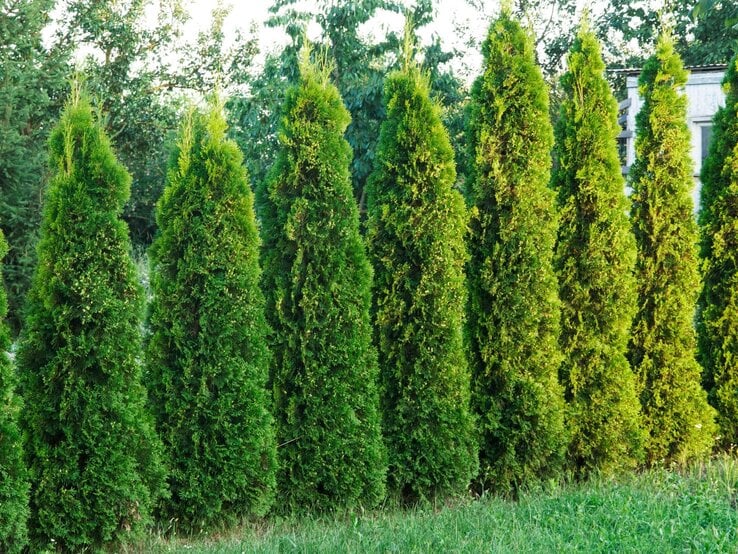 Frischgrüne, kegelförmige Thuja-Hecken wachsen dicht nebeneinander, mit Bäumen und einem kleinen Haus im Hintergrund.