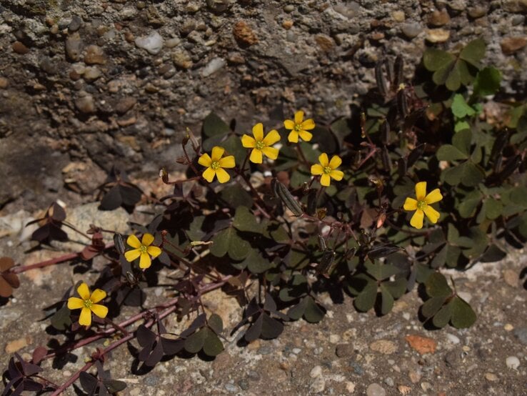 Gelb blühender Horn-Sauerklee mit dunkelgrünen, dreiteiligen Blättern wächst an einer Steinmauer.