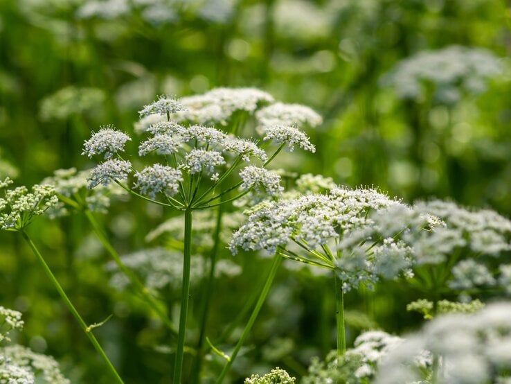 Nahaufnahme weißer Blütendolden auf langen grünen Stielen vor unscharfem, leuchtend grünem Hintergrund.
