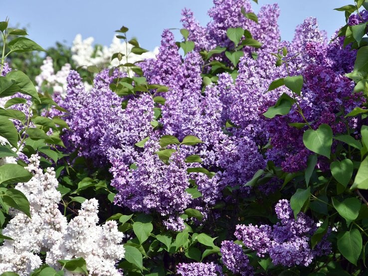 Üppige Fliederbüsche mit violetten und weißen Blüten vor klarem, blauem Himmel und grünem Laub im Sonnenschein.