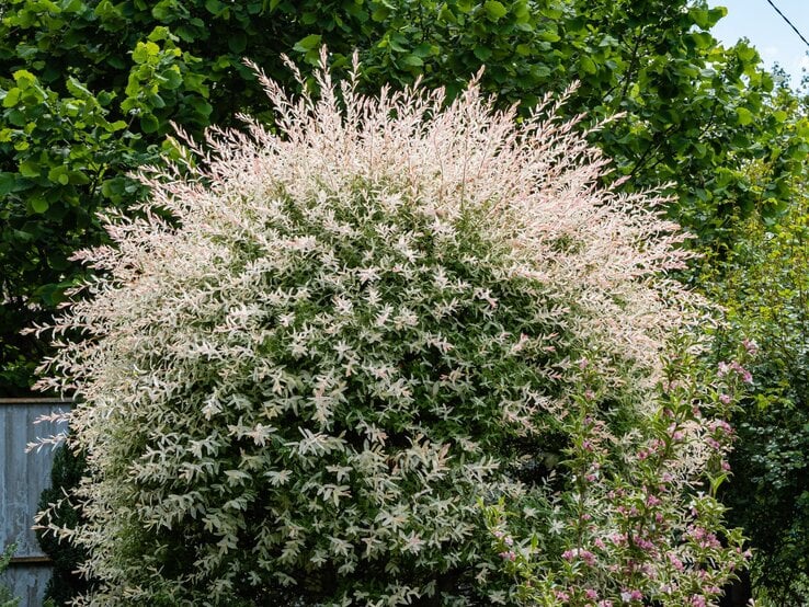Eine kugelförmige Harlekinweide mit weiß-grün-rosafarbenem Laub steht vor einer dichten grünen Hecke im Garten. | © Shutterstock/Alexander Denisenko