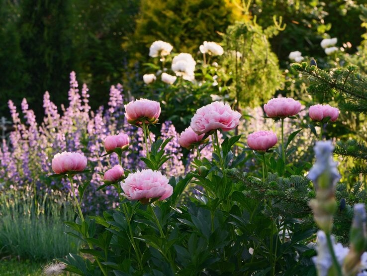 Rosa Pfingstrosen blühen leuchtend im Sonnenschein vor lila Salbeiblüten und grünen Sträuchern im Sommergarten.