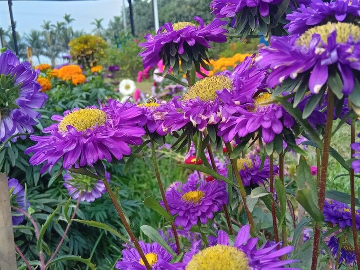 Mehrere leuchtend violette Astern mit gelben Blütenmitten blühen in einem farbenfrohen Garten bei Tageslicht.