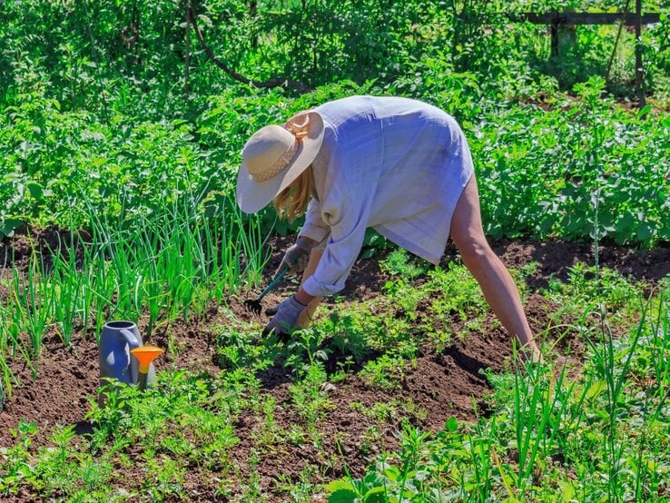 Eine junge Frau mit Strohhut und Gartenhandschuhen jätet konzentriert Unkraut im sonnigen Gemüsegarten mit üppigem Grün.