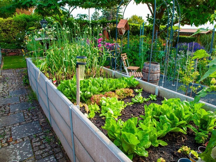 Üppiges Hochbeet mit frischem Salat und Lauch, daneben Holzbänke, ein Weinfass und blühende Blumen im sonnigen Garten.